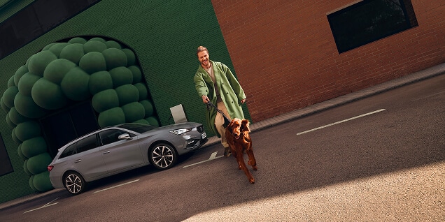 side view on a green background, of a graphene grey leon sportstourer and a man walking by with a dog